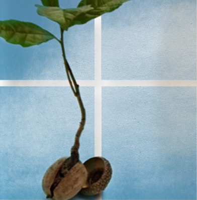 Tamarind Partners
